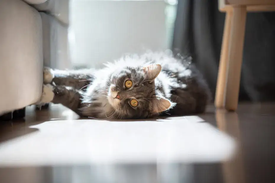 Jak zabezpieczyć krzesła przed kotem i uniknąć kosztownych zniszczeń