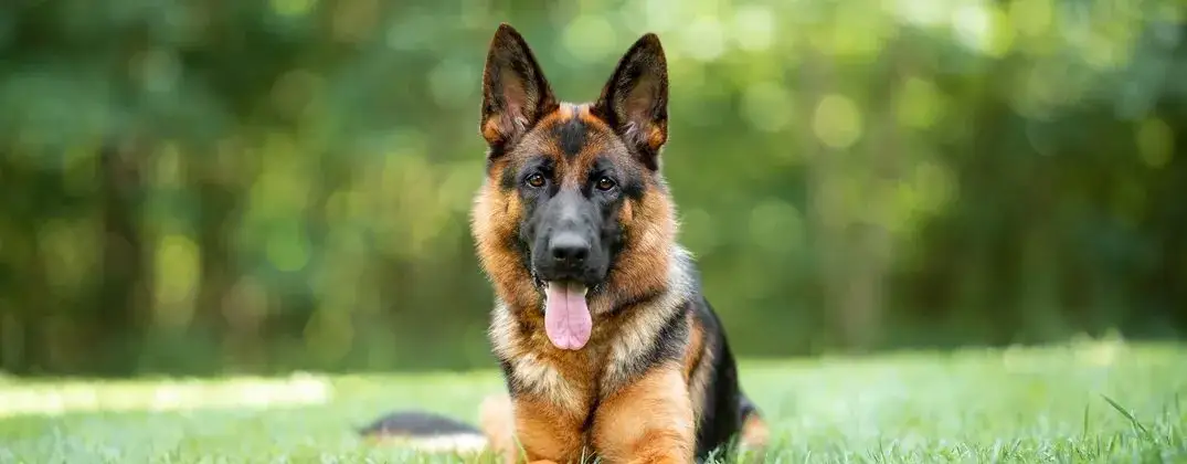 Kiedy owczarek niemiecki ma cieczkę? Pełny poradnik dla właściciela