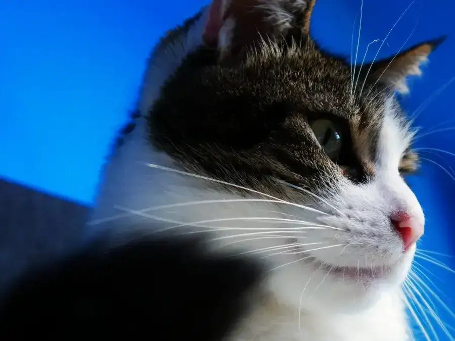 Jak rozpoznać płeć kotka? Poradnik "średnika i dwukropka"