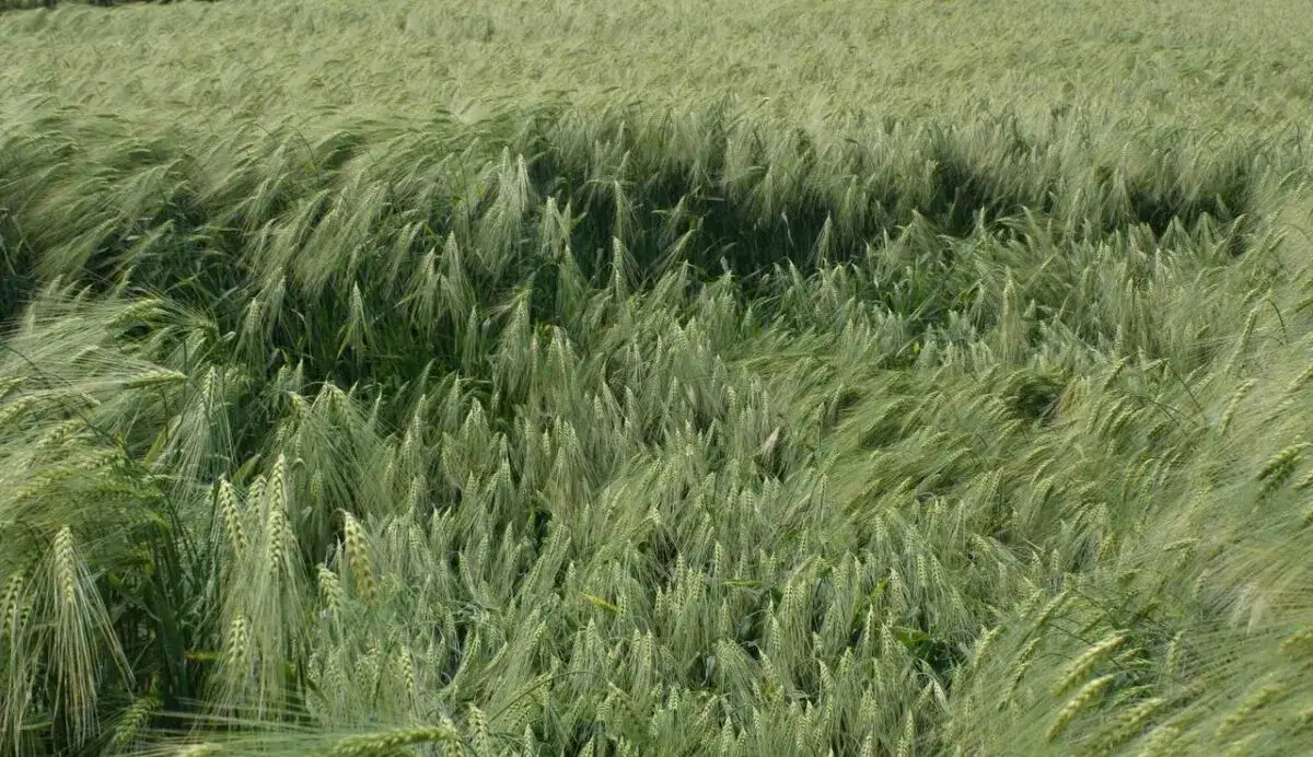 Kiedy siać jęczmień ozimy, aby uniknąć problemów z uprawą?