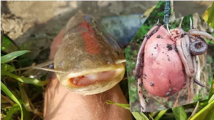 Jak założyć wątróbkę na haczyk, aby zwiększyć skuteczność połowu