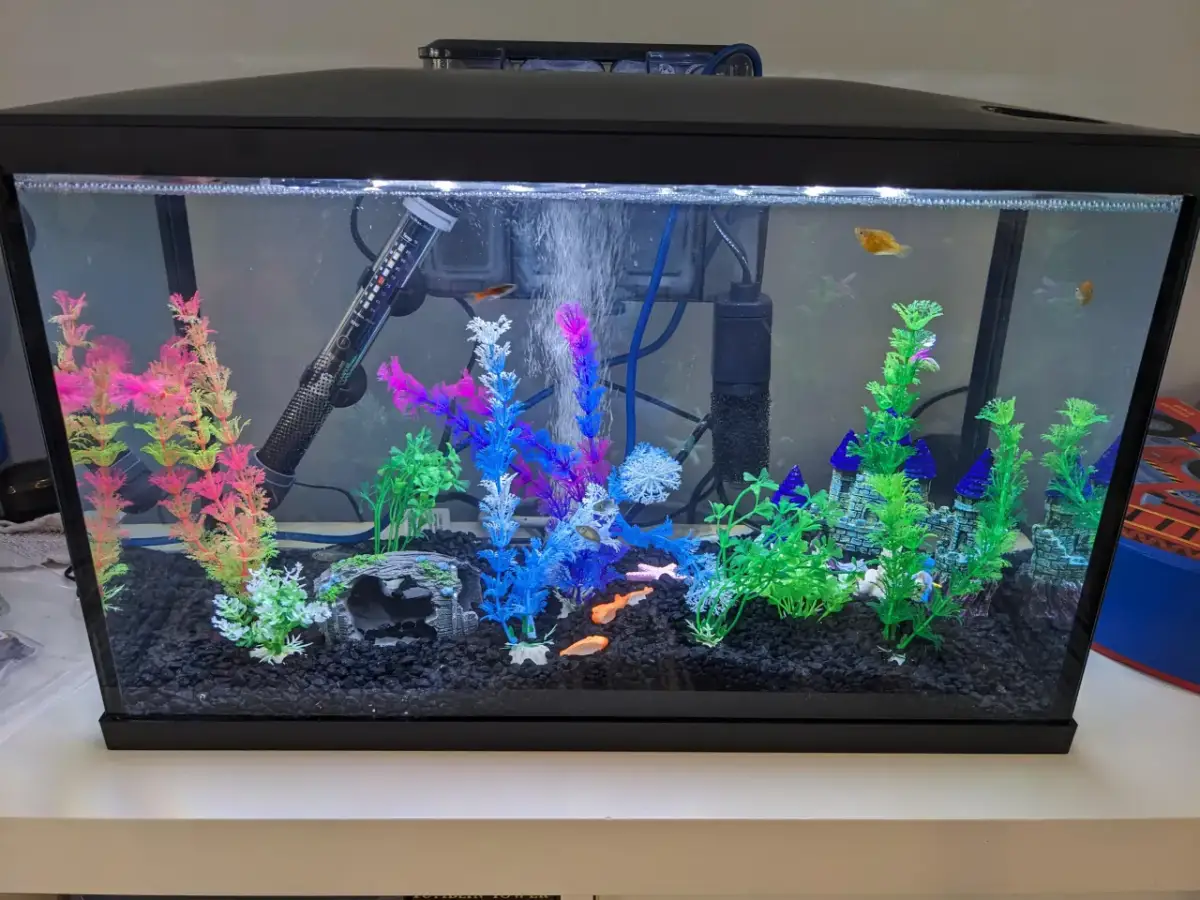 Twoje rybki umierają? Odkryj 5 cichych zabójców w akwarium!