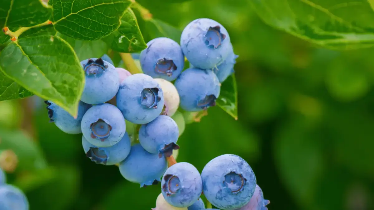 Kiedy stosować nawóz do borówek, aby uniknąć problemów z plonami?