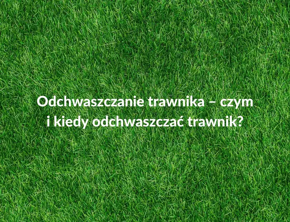 Kiedy opryskiwać chwasty na trawniku, aby uniknąć ich rozprzestrzenienia?