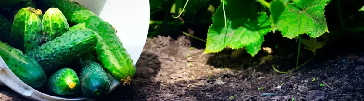 Ogórek gruntowy kiedy siać - najlepszy czas na udane zbiory