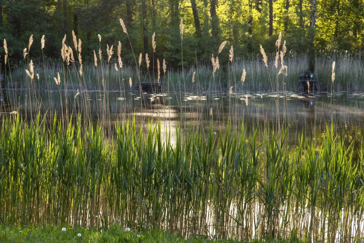 Jezioro Ciemino: piękne miejsce na wędkowanie i relaks w naturze