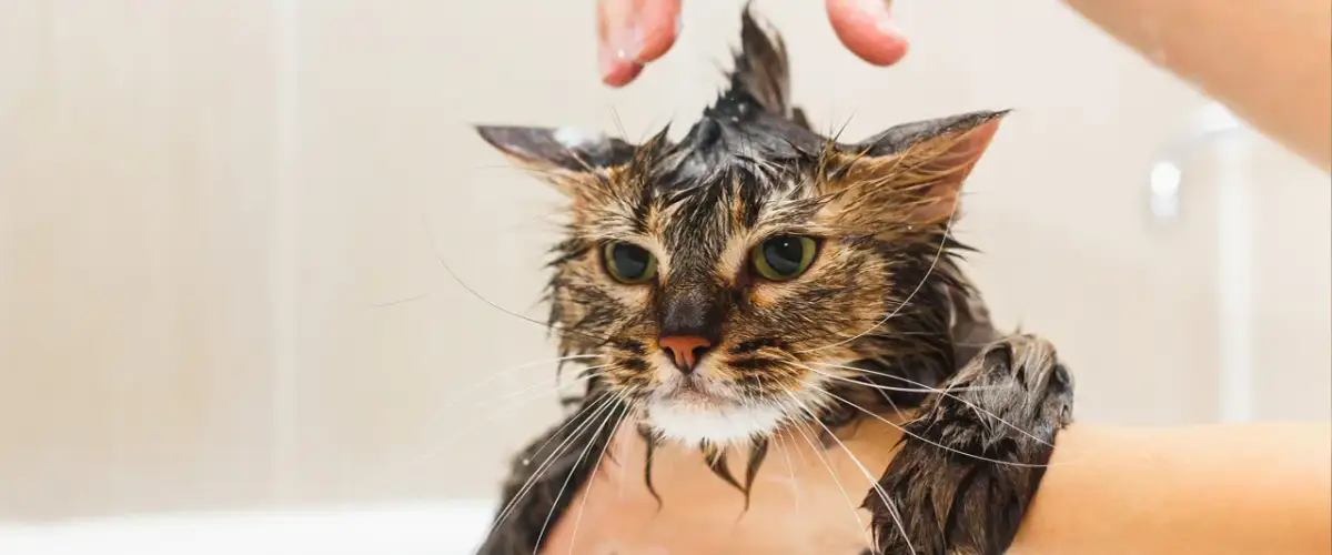 Czy małego kotka można kąpać? Ważne informacje i porady