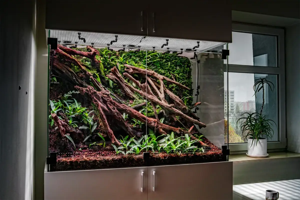 Szklane terrarium z korzeniami, mchem i roślinami, stworzone dla gekona.