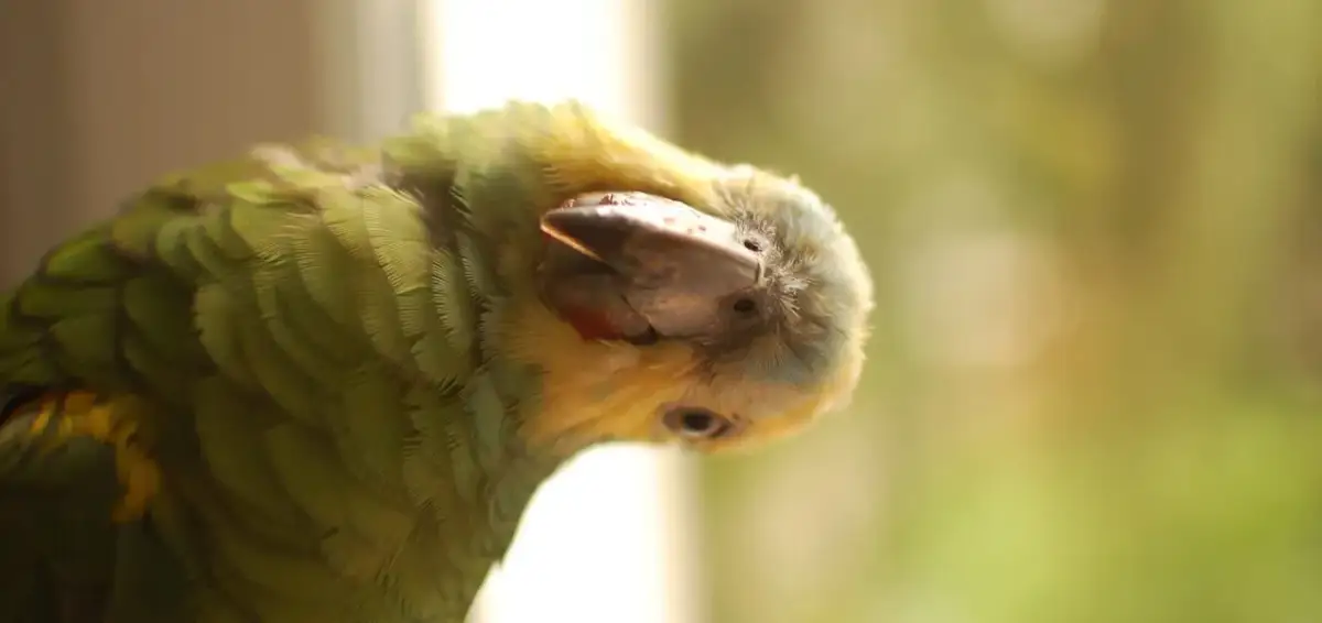 Teflon zabija papugi! Jak chronić ptaka przed cichą pułapką?