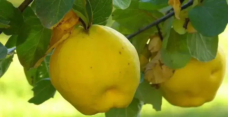 Kiedy jest sezon na pigwę? Odkryj najlepszy czas na zbiór owoców