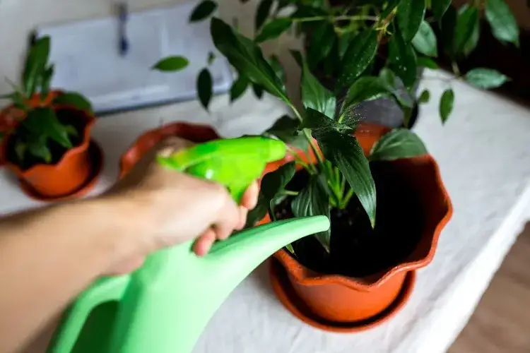 Domowe sposoby na kwiaty: Szybki wzrost i spektakularne kwitnienie