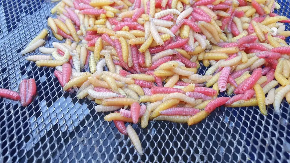Jak wyhodować białe robaki na ryby i uniknąć najczęstszych błędów