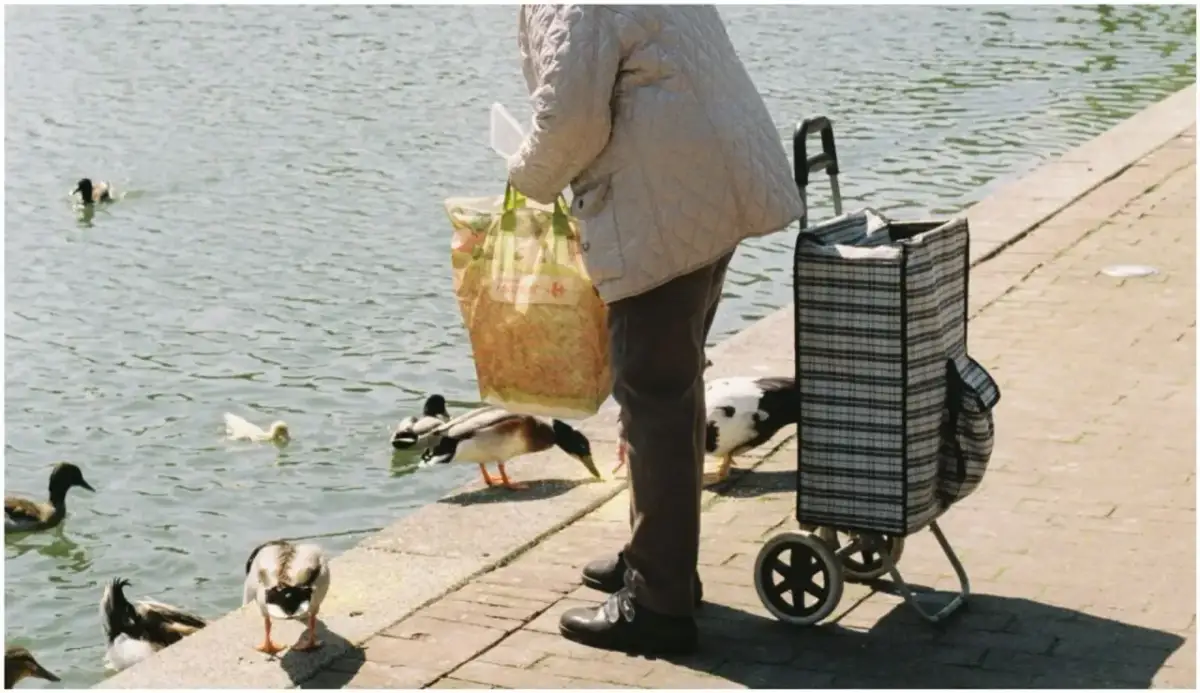 Bezpieczne dokarmianie kaczek i łabędzi: Jak pomóc, nie szkodząc?