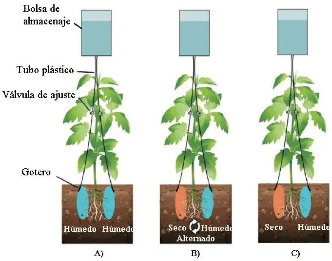 Riego del tomate en maceta: evita errores comunes y crece saludable