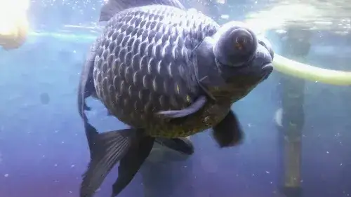 Ryba teleskop z jakimi rybami: unikaj konfliktów w akwarium