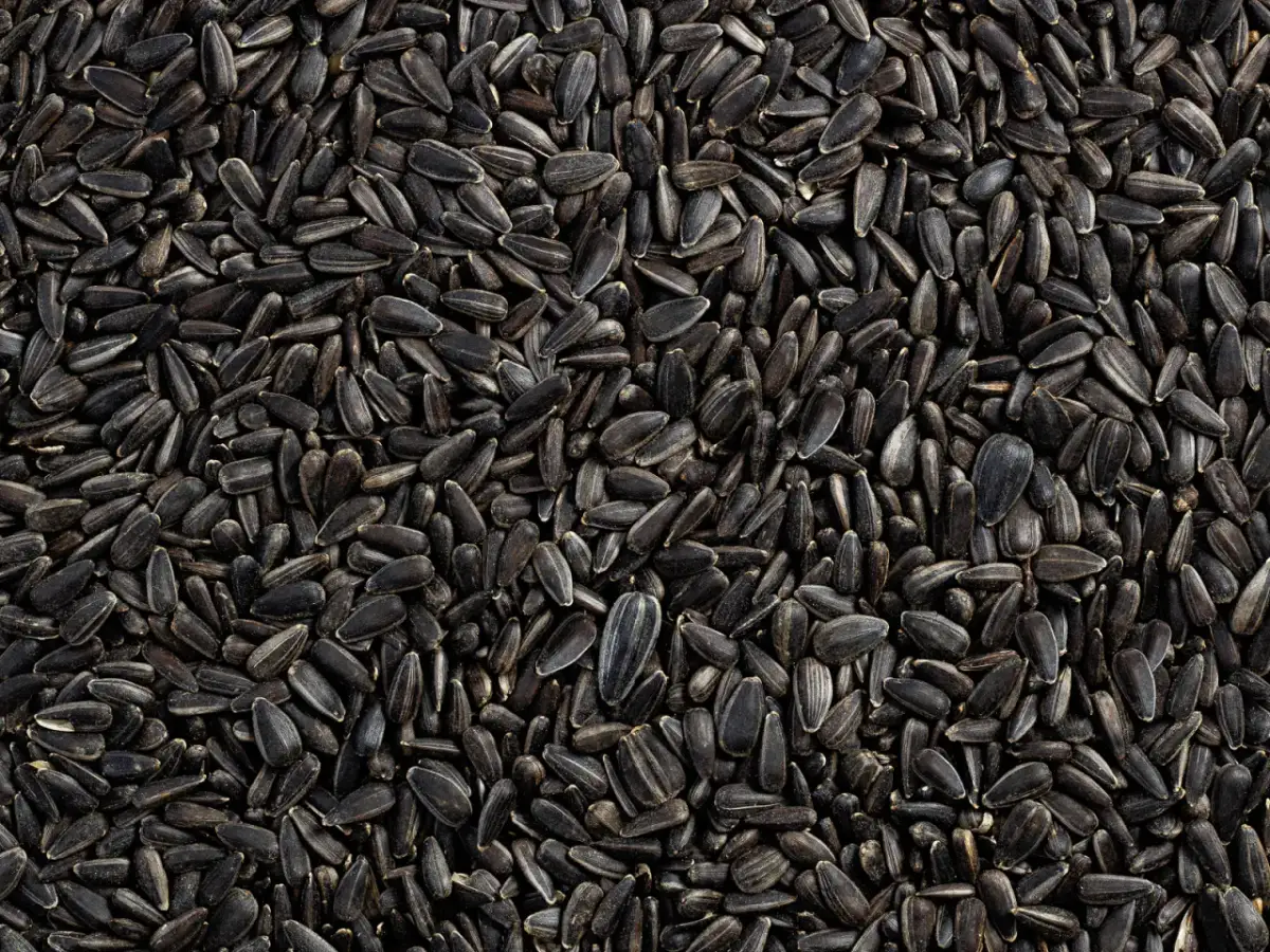 Słonecznik dla sikorek: Łuskany czy w łupinie? Porównanie i wybór