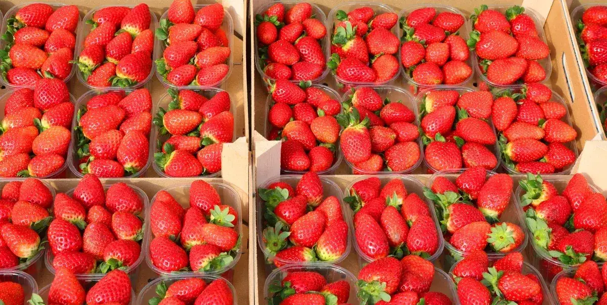 Sezon na truskawki kiedy się kończy - nie przegap ostatnich dni!