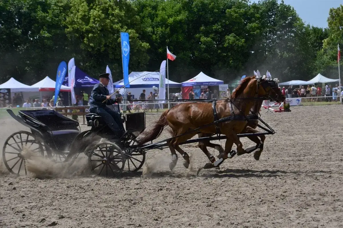 Stadnina ogierów Gniezno - historia, hodowla i atrakcje rekreacyjne