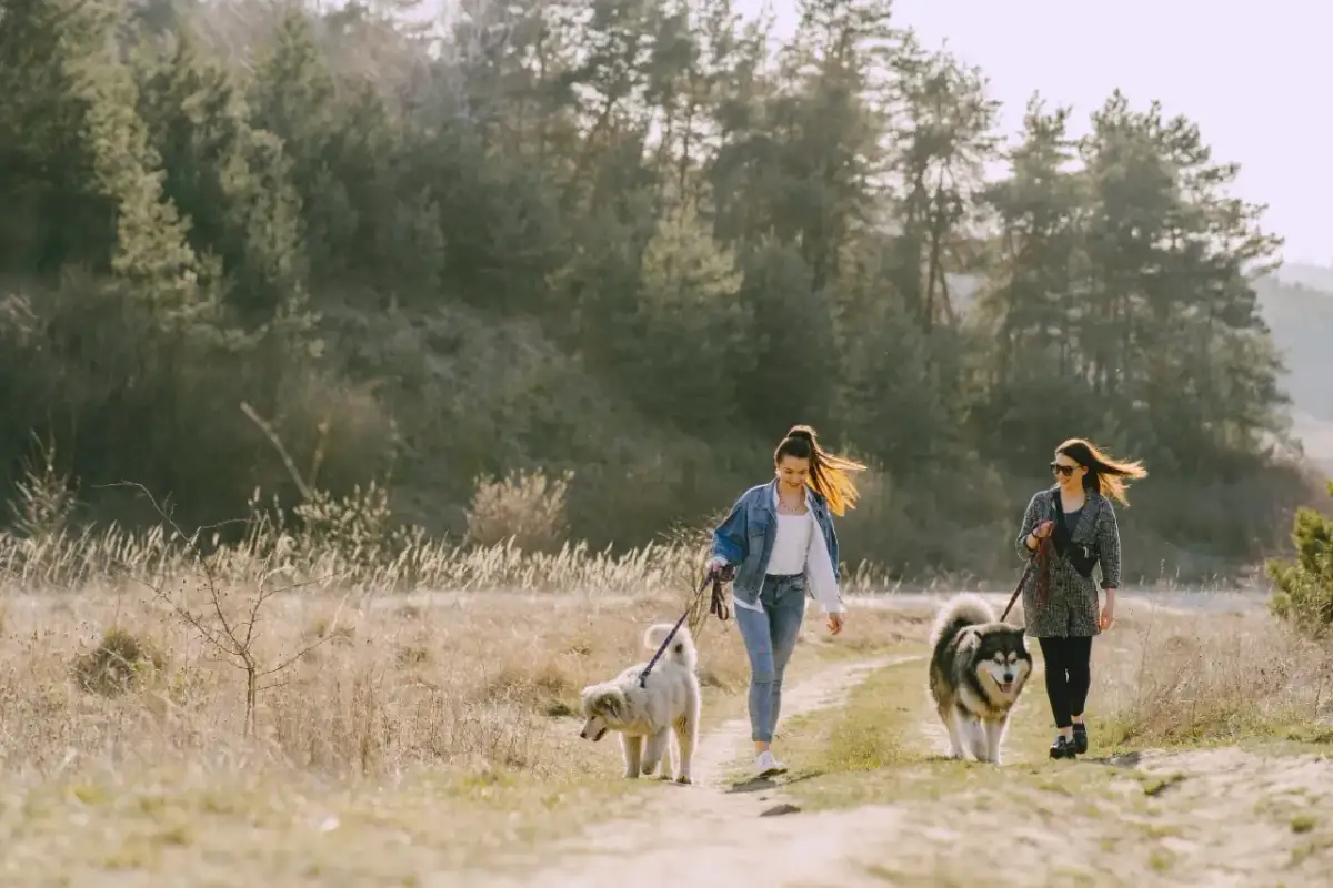 Opolskie: Gdzie na spacer z psem? Od miejskich parków po góry!