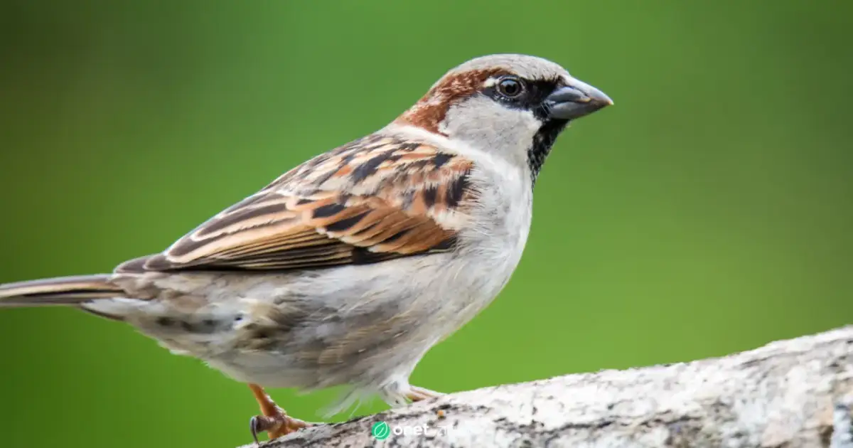 Co zabija wróble w miastach? Przyczyny i jak je uratować