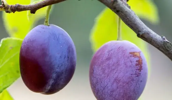 Kiedy sezon na śliwki? Poznaj najlepszy czas na świeże owoce