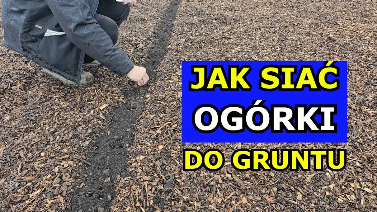 Jak siać ogórki gruntowe, aby uniknąć błędów i uzyskać plony