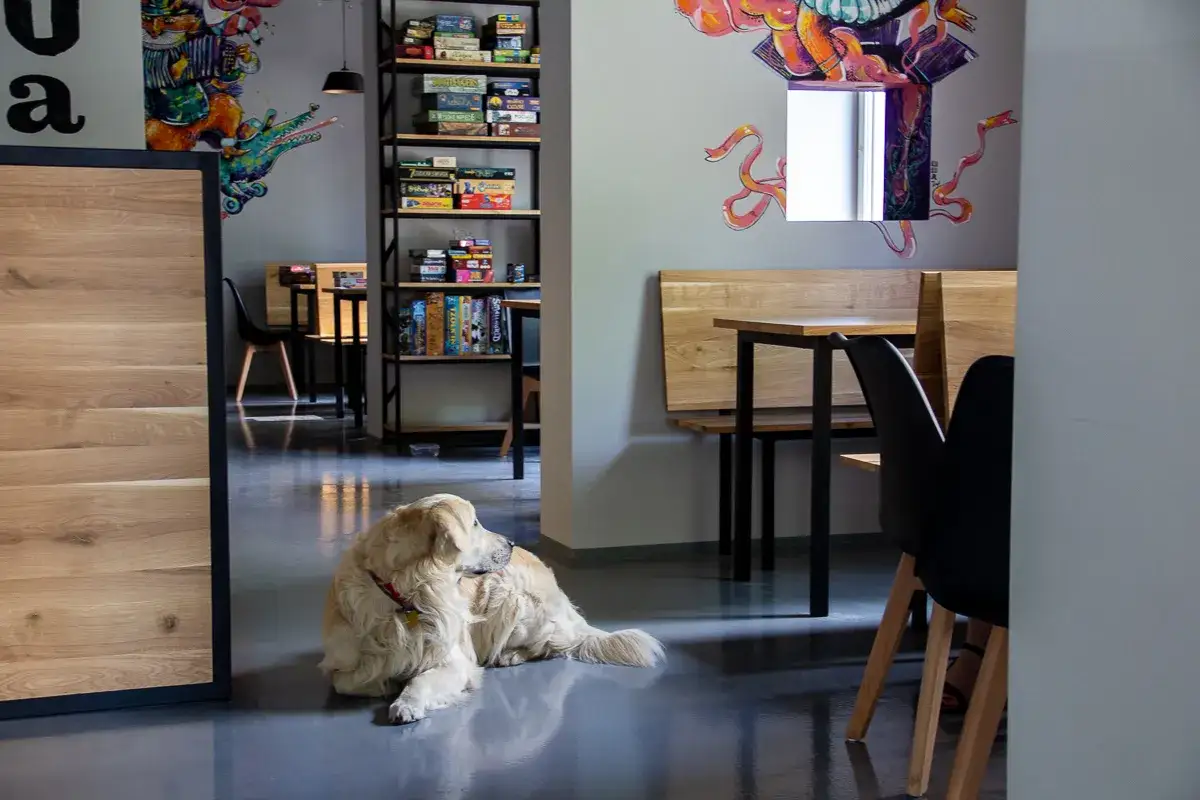 Odkryj planszówkowy Kraków: Sklepy, kawiarnie, puby graj i kupuj!