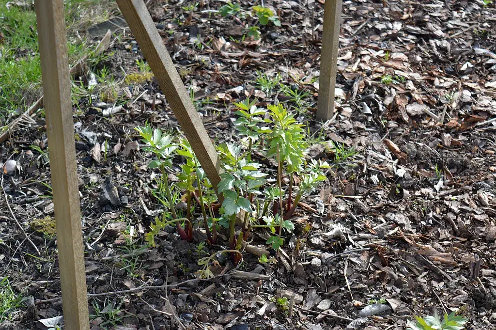 Lubczyk gdzie sadzić - odkryj najlepsze miejsca dla tej rośliny