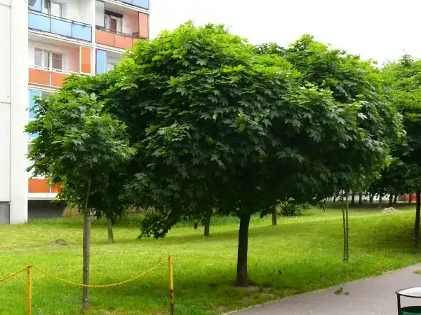 Kiedy sadzić klon szczepiony na pniu, aby uniknąć niepowodzeń?