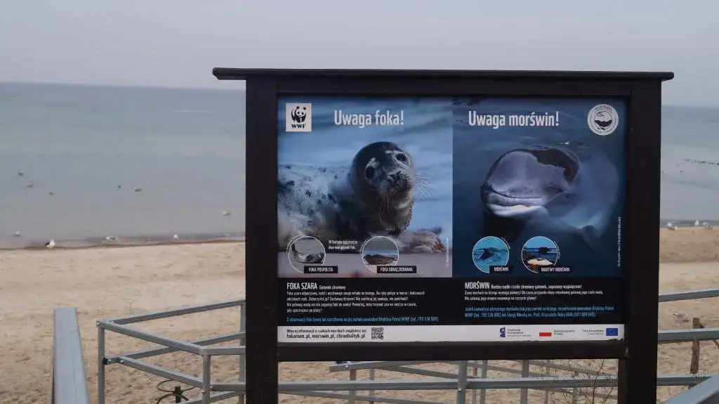 Najlepsze miejsca na obserwację fok nad Bałtykiem – sprawdź gdzie