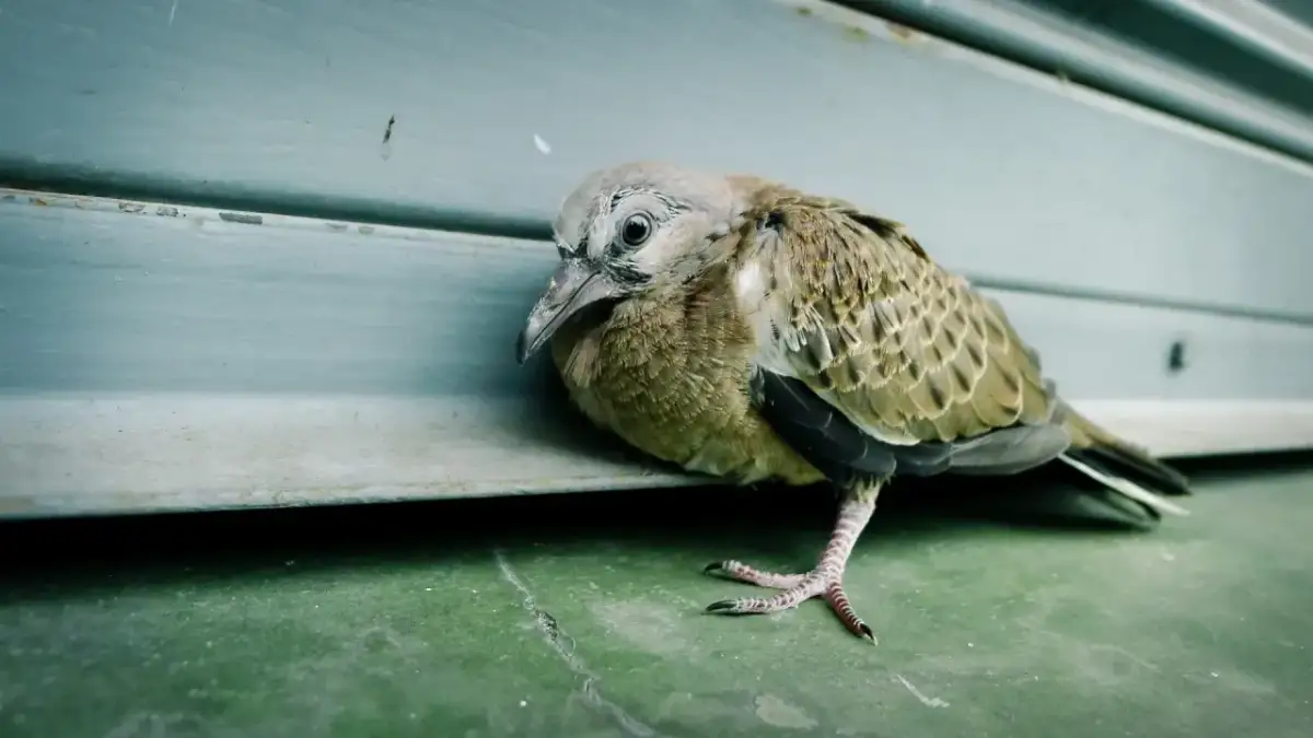 Ranny wróbel: jak pomóc, nie szkodząc? Poradnik krok po kroku