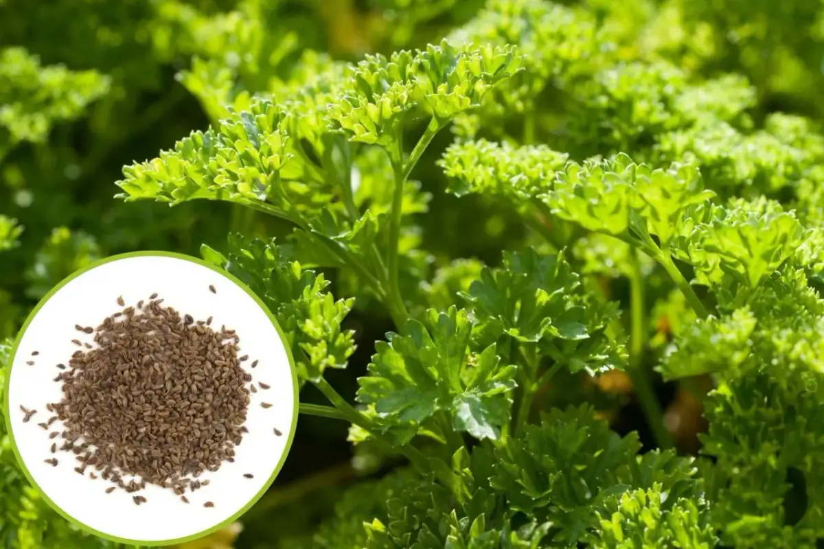 Jak siać pietruszkę naciową w doniczce, aby uniknąć błędów w uprawie