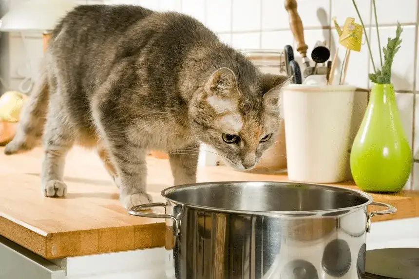 Czy koty mogą jeść jogurt? Poznaj ryzyka i bezpieczne opcje