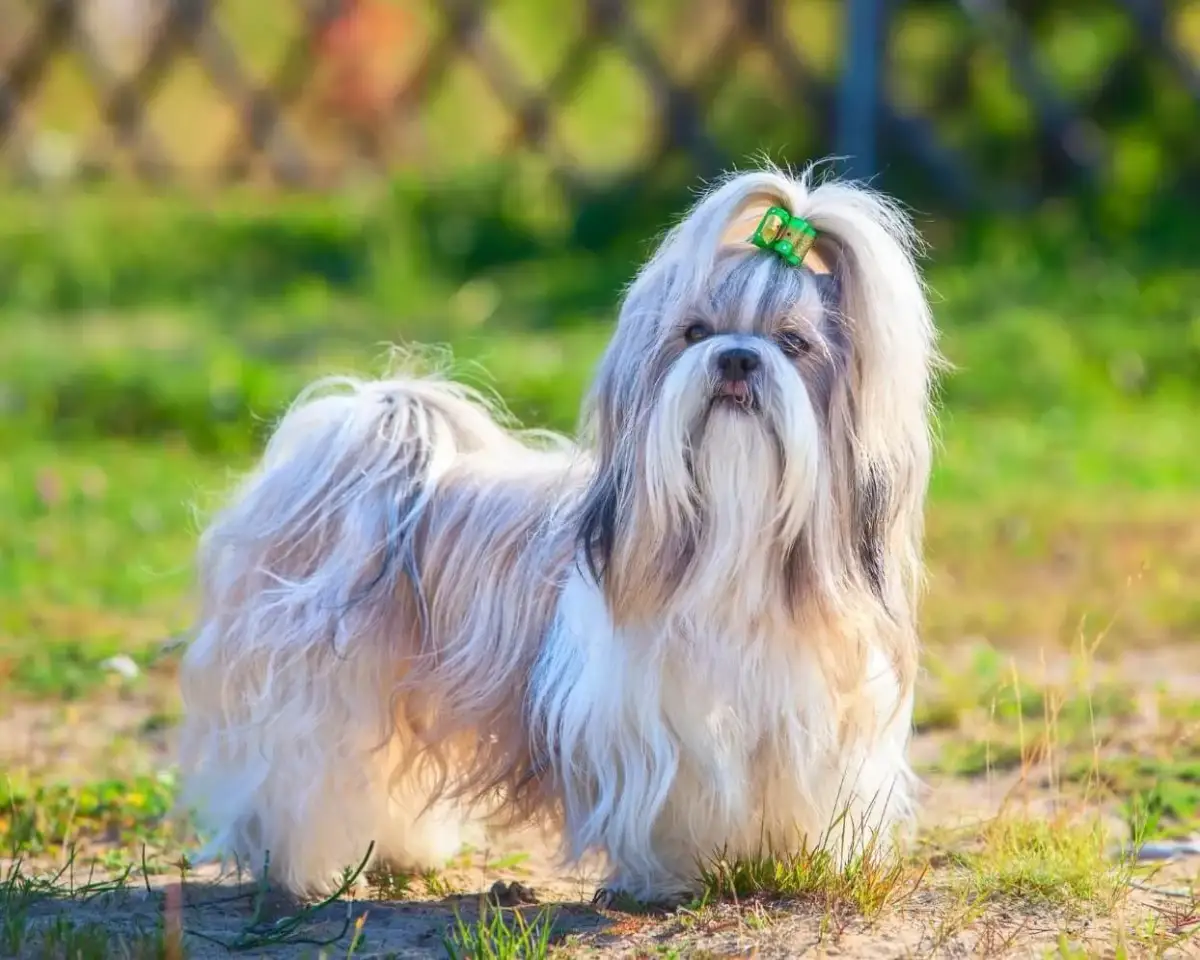 Jaki pies do mieszkania w bloku? Oto rasy idealne do małych przestrzeni
