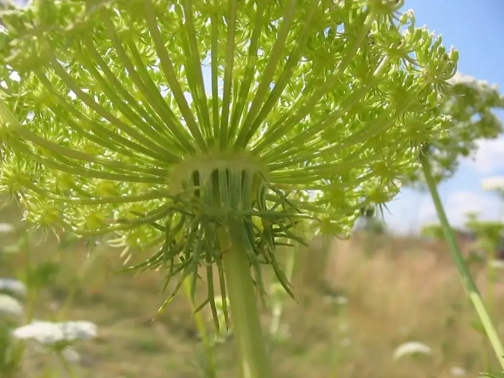 Chwast podobny do kopru: jak go rozpoznać i uniknąć zagrożeń