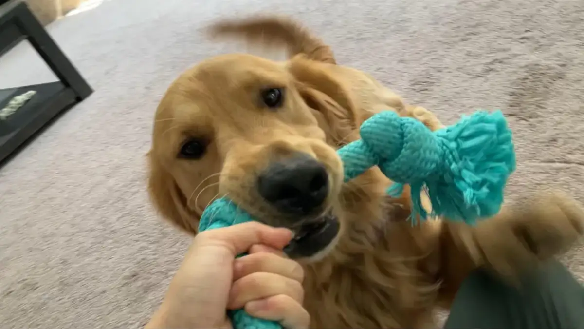 Golden retriever w domu czy na podwórku - co jest lepsze dla psa?