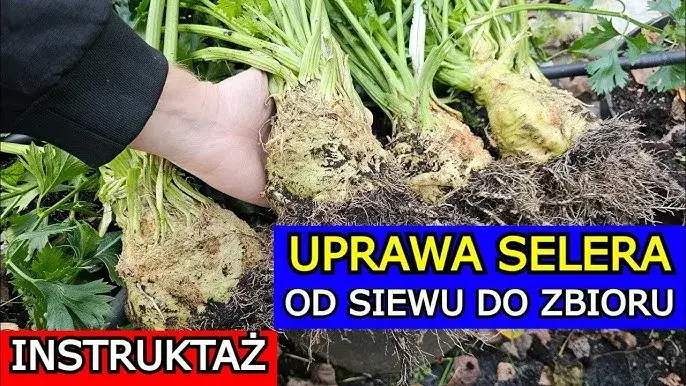 Jak sadzimy selery - krok po kroku do zdrowych plonów w ogrodzie