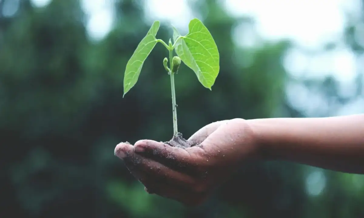 Dłoń trzymająca młodą roślinę, symbolizującą wzrost i nowe początki. Jak przelać pieniądze z konta oszczędnościowego mBank?