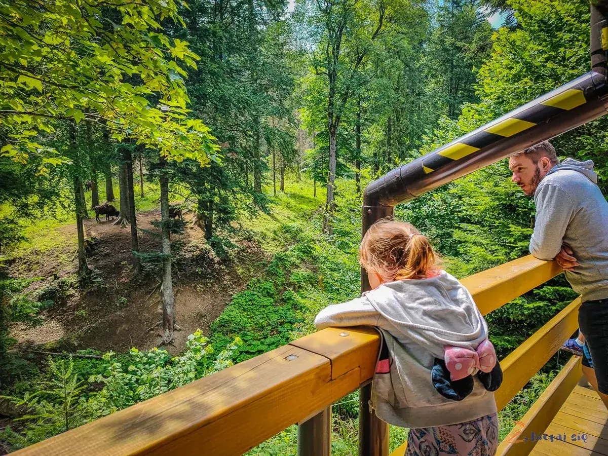 Podkarpacie z dzieckiem: Atrakcje, pomysły na wycieczki i zabawy
