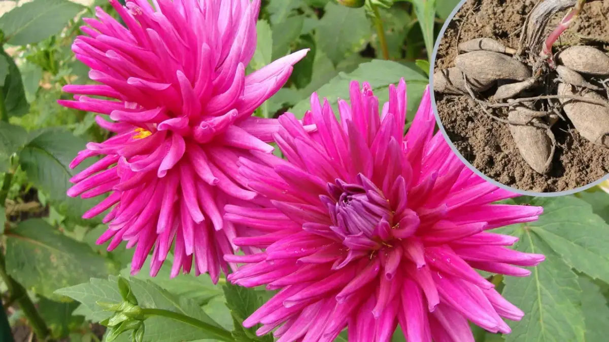 Kiedy sadzić dalie, aby uniknąć przymrozków i cieszyć się kwitnieniem