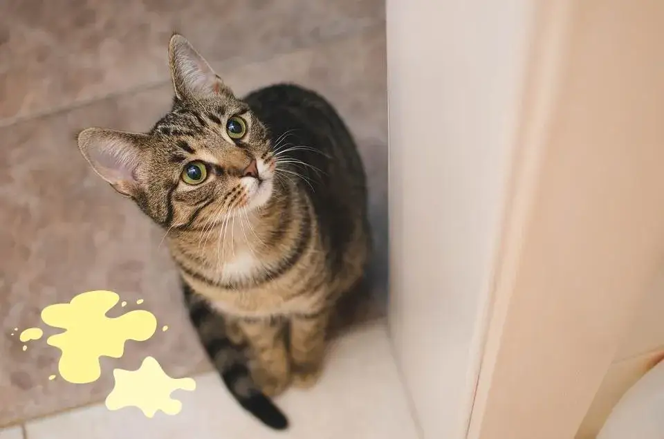 A mi gato se le escapan gotas de orina: causas y soluciones efectivas