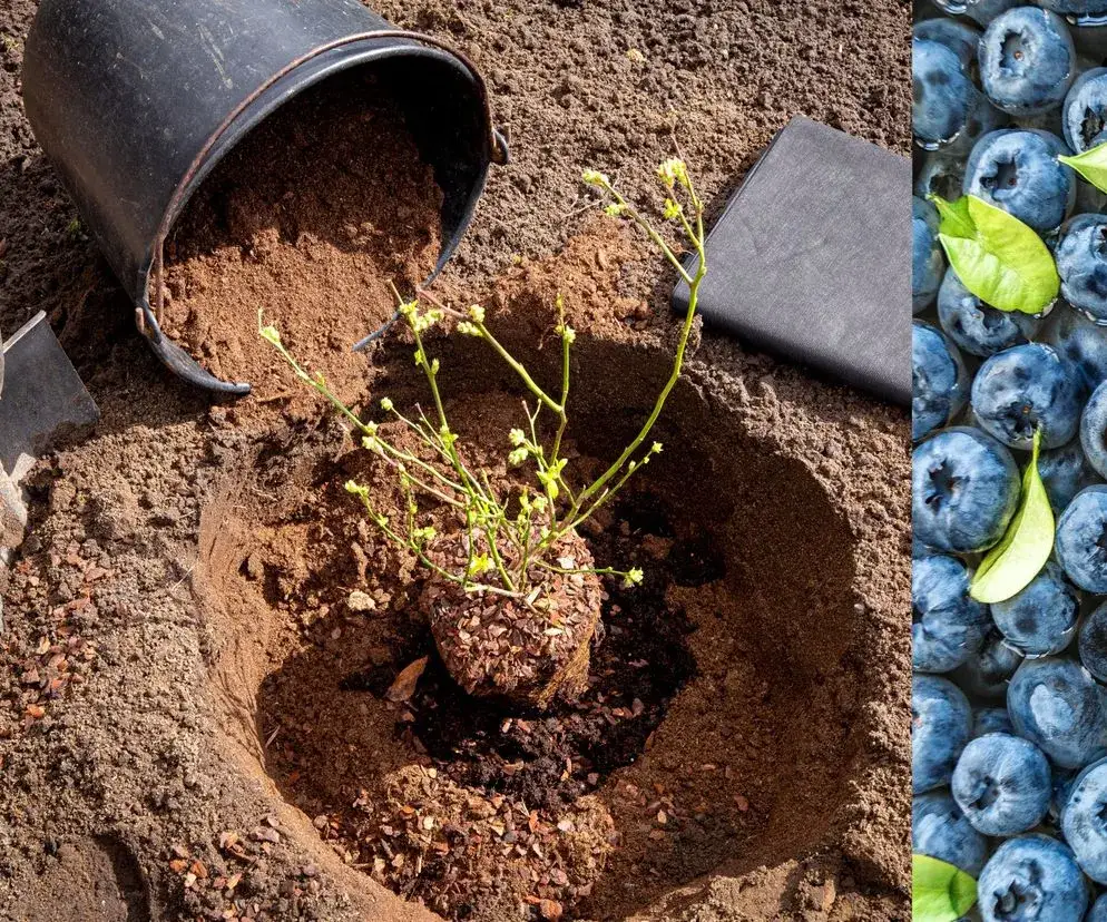 Kiedy sadzić borówkę amerykańską: wiosna czy jesień? Oto prawda