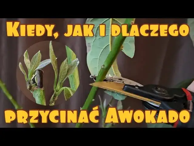 Jak przycinać awokado, aby uniknąć błędów i zapewnić zdrowie rośliny