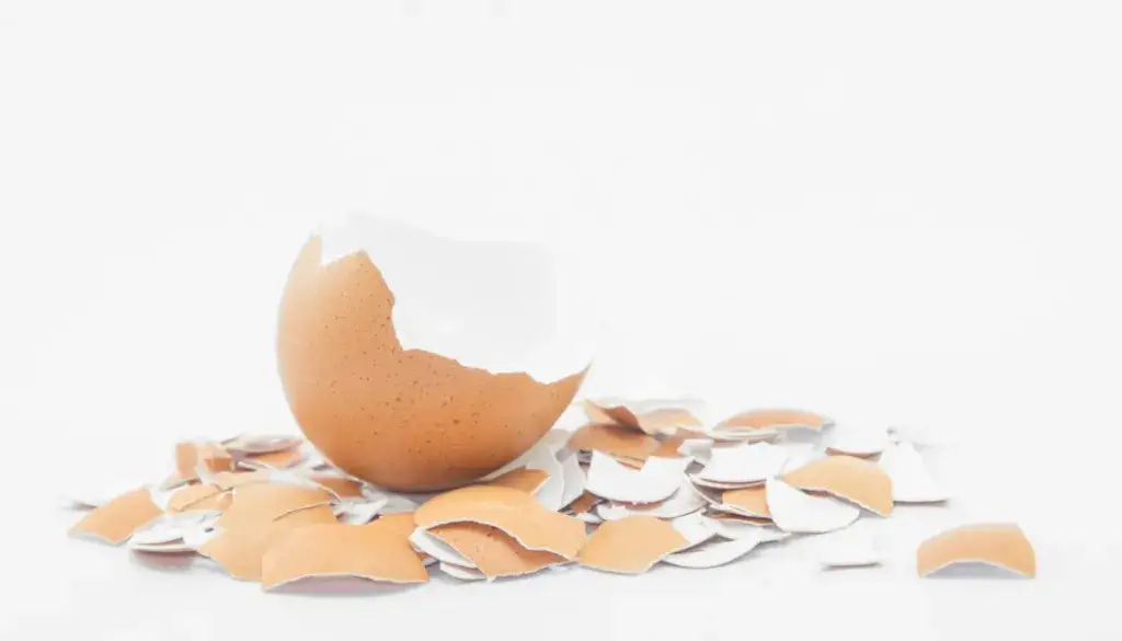 Czy pies może jeść skorupki od jajka? Odkryj korzyści i ryzyko