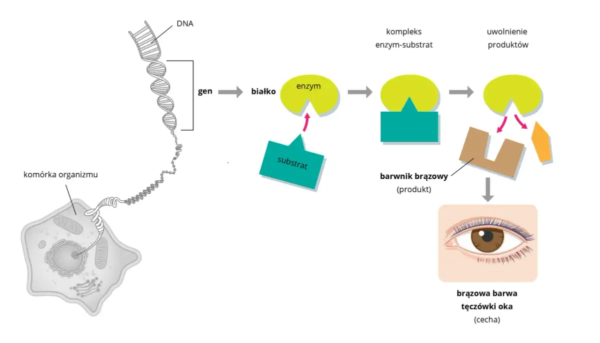 Schemat wyjaśnia, co to jest dziedziczenie w biologii: geny z DNA komórki organizmu kodują białka, które tworzą enzymy. Enzymy przetwarzają substraty w produkty, np. brązowy barwnik odpowiedzialny za brązową barwę tęczówki oka.
