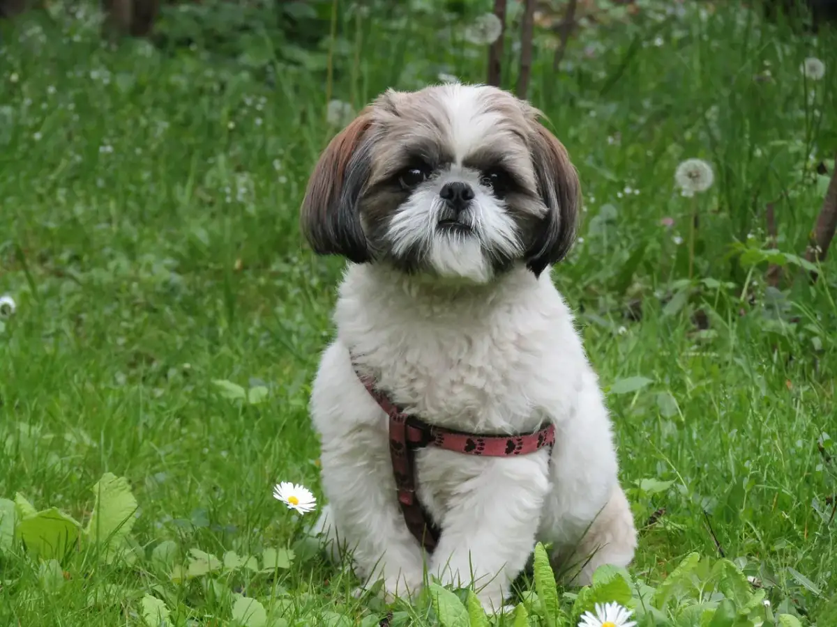 Uroczy szczeniak shih tzu w czerwonej obroży siedzi na trawie. To idealny moment, by dowiedzieć się, jak wychować szczeniaka shih tzu.