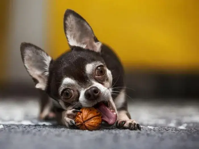 Czy pies może jeść orzeszki ziemne? Sprawdź, co musisz wiedzieć