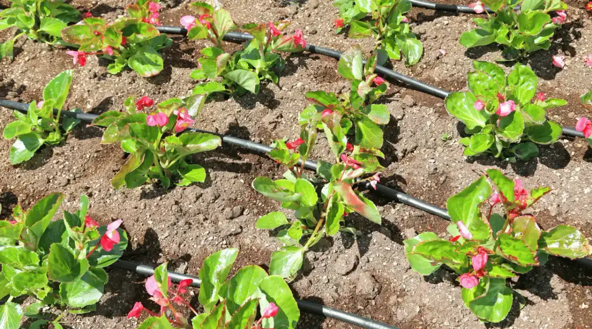 Linia kroplująca czy zraszacz? Oszczędność, koszty, zastosowanie