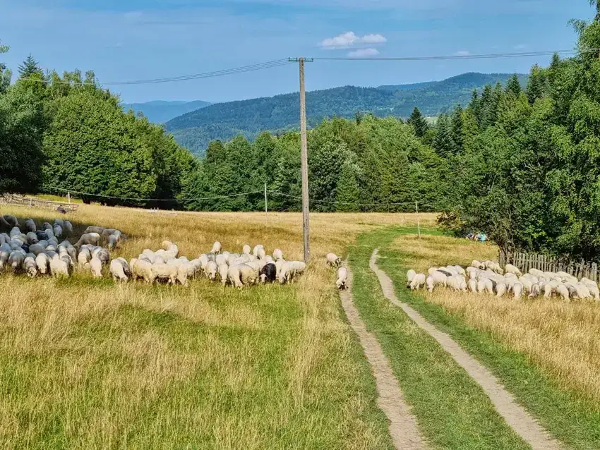 Hala Barankowa z dziećmi? Odkryj sekrety bacówki i oscypków!