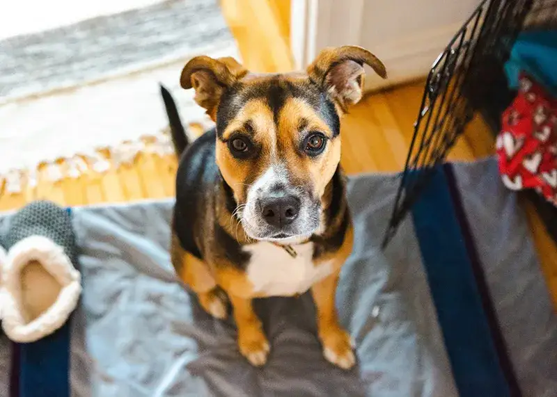 Jak wybrać rasę psa? Zrób autotest i znajdź idealnego!